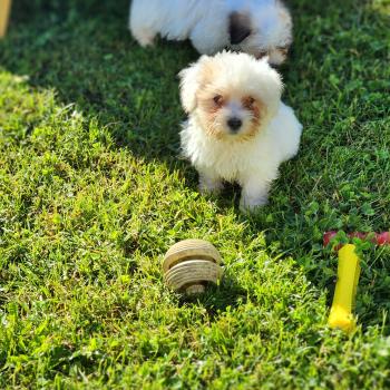 B Mâle Coton de tulear