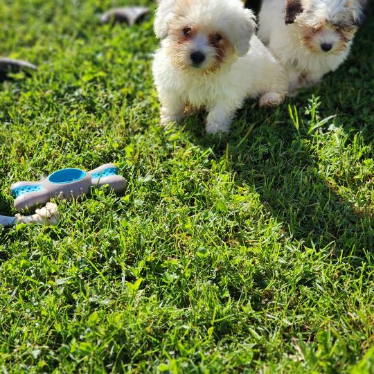 chiot Coton de tulear B Élevage du Royaume des P'tits Loups  