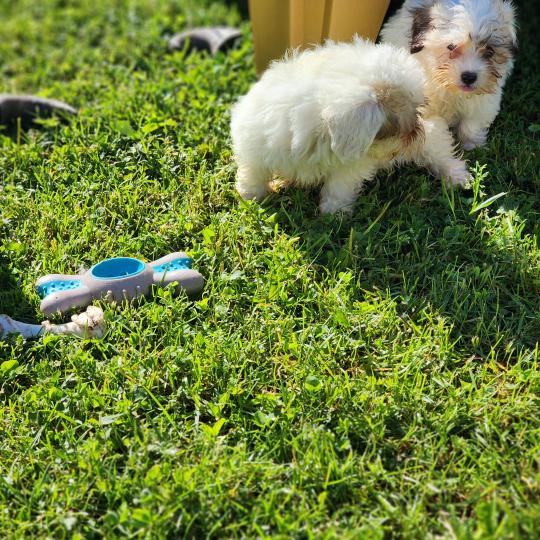 chiot Coton de tulear B Élevage du Royaume des P'tits Loups  