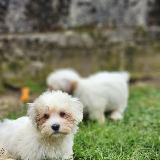 chiot Coton de tulear B Élevage du Royaume des P'tits Loups  