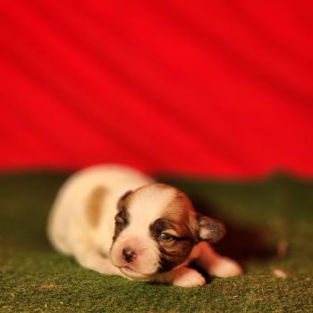 B Mâle Coton de tulear
