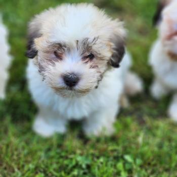 B Mâle Coton de tulear