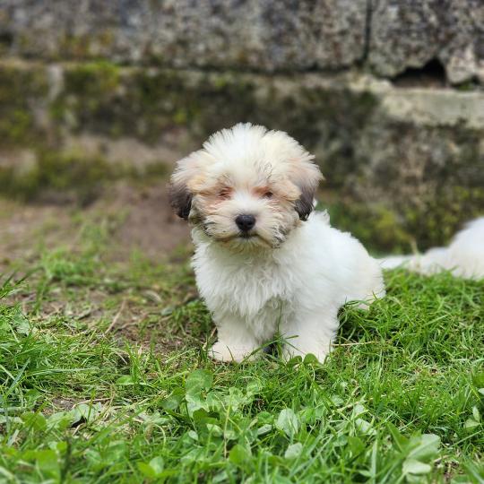 chiot Coton de tulear B Élevage du Royaume des P'tits Loups  