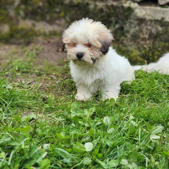 chiot Coton de tulear B Élevage du Royaume des P'tits Loups  