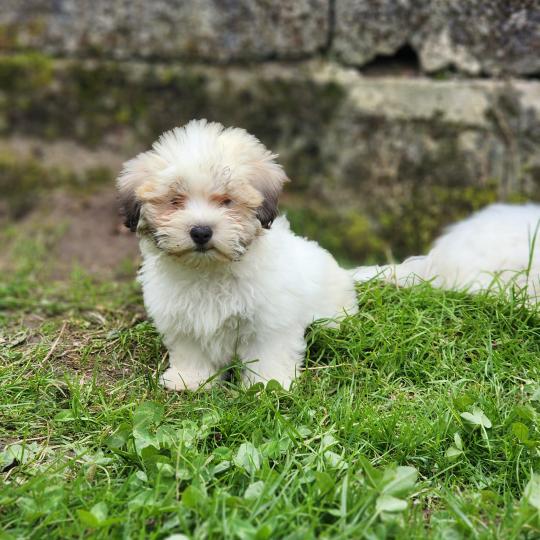 chiot Coton de tulear B Élevage du Royaume des P'tits Loups  