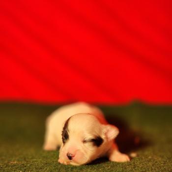 B Mâle Coton de tulear