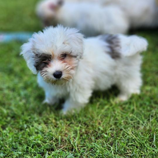 chiot Coton de tulear B Élevage du Royaume des P'tits Loups  