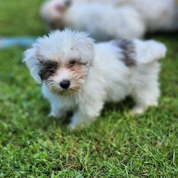 B Mâle Coton de tulear