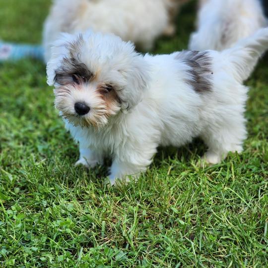 chiot Coton de tulear B Élevage du Royaume des P'tits Loups  