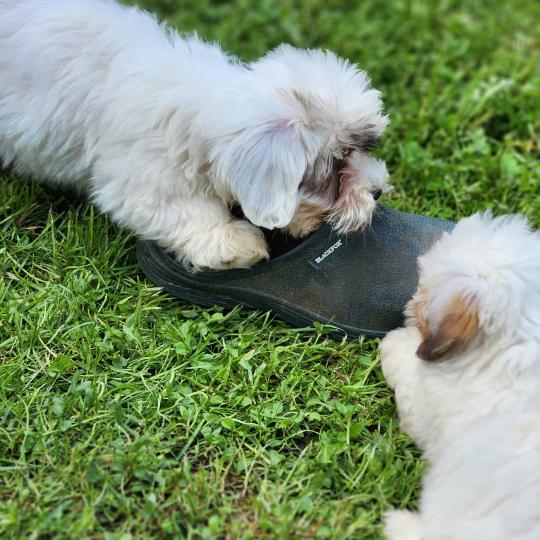 chiot Coton de tulear B Élevage du Royaume des P'tits Loups  