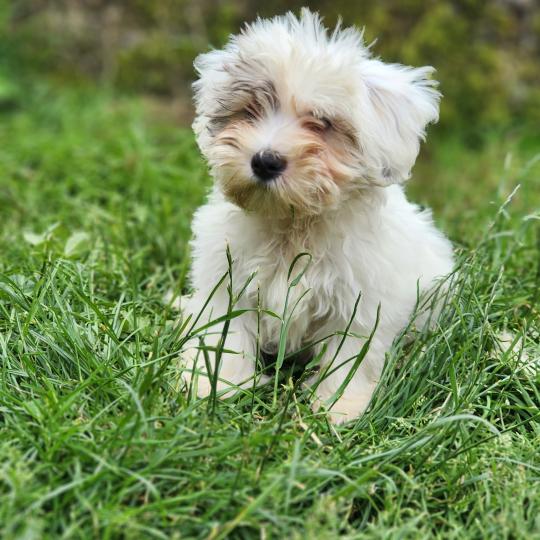 chiot Coton de tulear B Élevage du Royaume des P'tits Loups  