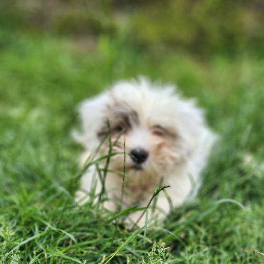 chiot Coton de tulear B Élevage du Royaume des P'tits Loups  