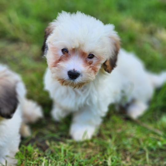 chiot Coton de tulear B Élevage du Royaume des P'tits Loups  