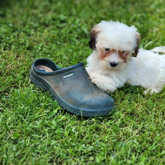 chiot Coton de tulear B Élevage du Royaume des P'tits Loups  