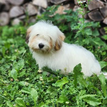 B Femelle Coton de tulear