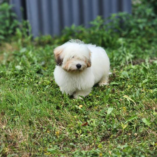chiot Coton de tulear B Élevage du Royaume des P'tits Loups  