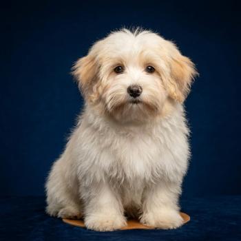Blep Femelle Coton de tulear