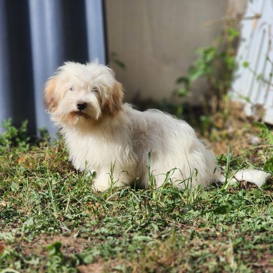chiot Coton de tulear Blep Élevage du Royaume des P'tits Loups  