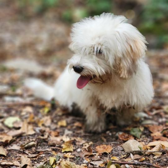 chiot Coton de tulear Blep Élevage du Royaume des P'tits Loups  
