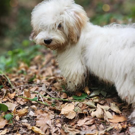 chiot Coton de tulear Blep Élevage du Royaume des P'tits Loups  