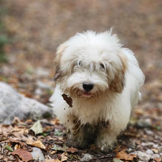 chiot Coton de tulear Blep Élevage du Royaume des P'tits Loups  