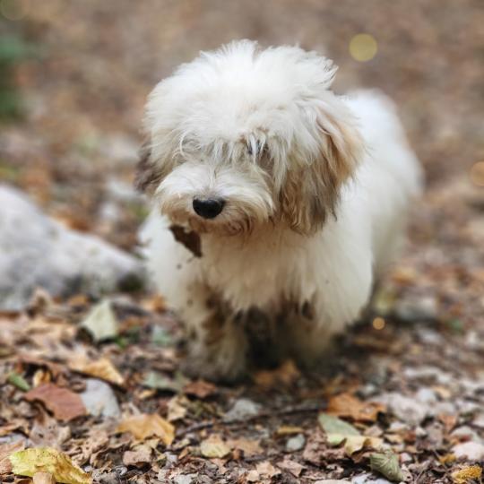 chiot Coton de tulear Blep Élevage du Royaume des P'tits Loups  