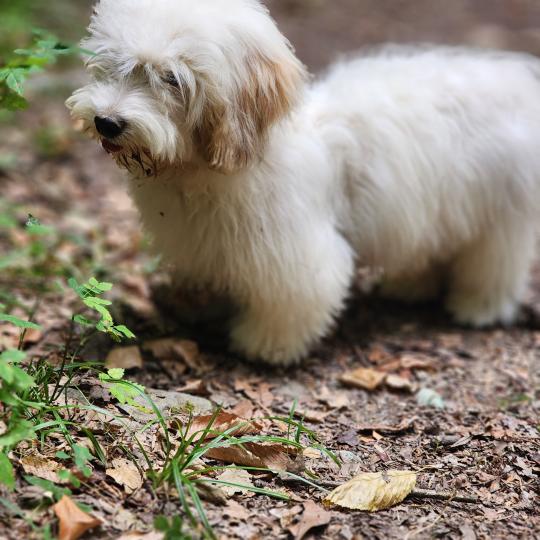 chiot Coton de tulear Blep Élevage du Royaume des P'tits Loups  