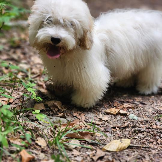 chiot Coton de tulear Blep Élevage du Royaume des P'tits Loups  