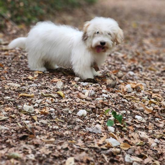 chiot Coton de tulear Blep Élevage du Royaume des P'tits Loups  