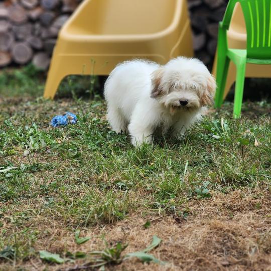 chiot Coton de tulear Blep Élevage du Royaume des P'tits Loups  