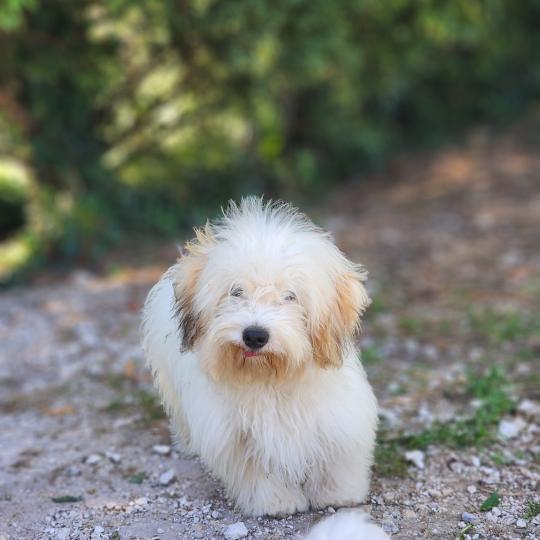 chiot Coton de tulear Blep Élevage du Royaume des P'tits Loups  