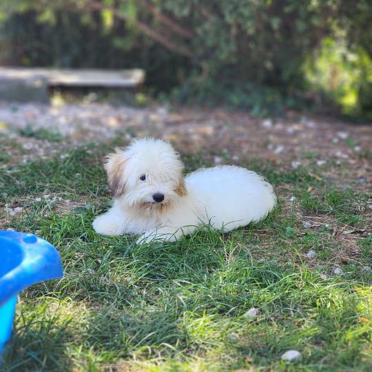 chiot Coton de tulear Blep Élevage du Royaume des P'tits Loups  