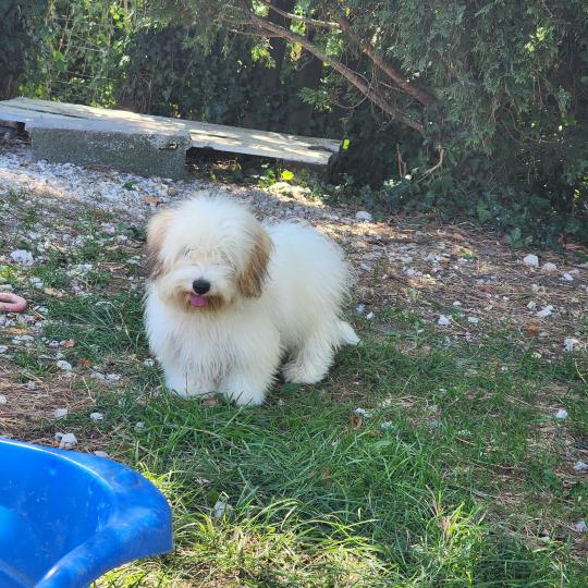 chiot Coton de tulear Blep Élevage du Royaume des P'tits Loups  