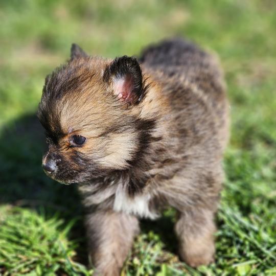 chiot Spitz allemand B Élevage du Royaume des P'tits Loups  