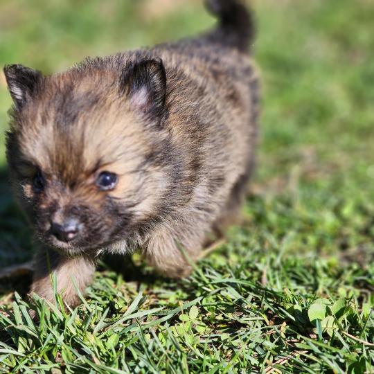 chiot Spitz allemand B Élevage du Royaume des P'tits Loups  