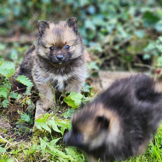 chiot Spitz allemand B Élevage du Royaume des P'tits Loups  
