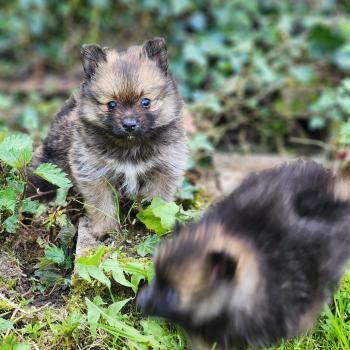 B Femelle Spitz allemand