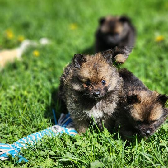 chiot Spitz allemand B Élevage du Royaume des P'tits Loups  