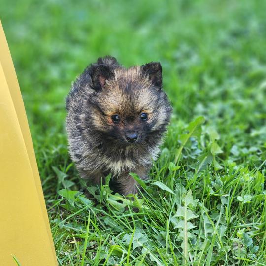 chiot Spitz allemand B Élevage du Royaume des P'tits Loups  