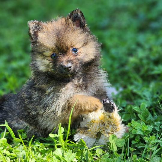 chiot Spitz allemand B Élevage du Royaume des P'tits Loups  