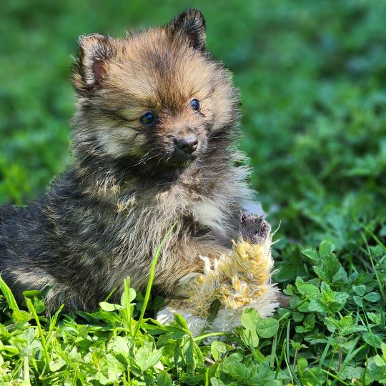 chiot Spitz allemand B Élevage du Royaume des P'tits Loups  