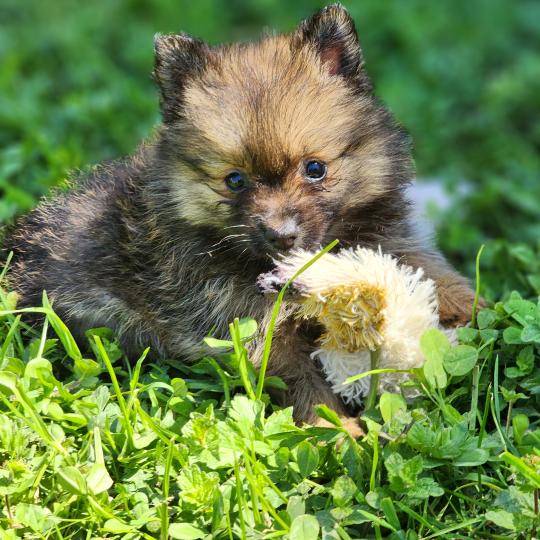 chiot Spitz allemand B Élevage du Royaume des P'tits Loups  