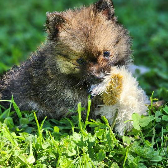chiot Spitz allemand B Élevage du Royaume des P'tits Loups  
