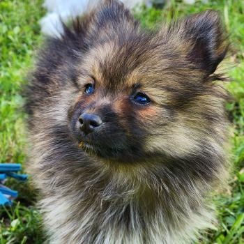 B Femelle Spitz allemand