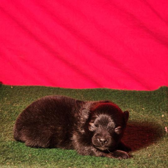 B Femelle Spitz allemand