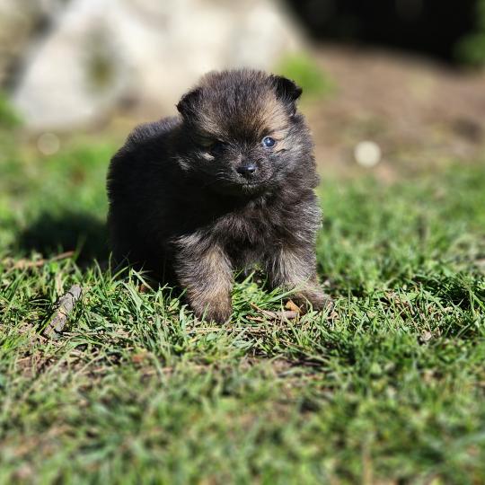 chiot Spitz allemand B Élevage du Royaume des P'tits Loups  