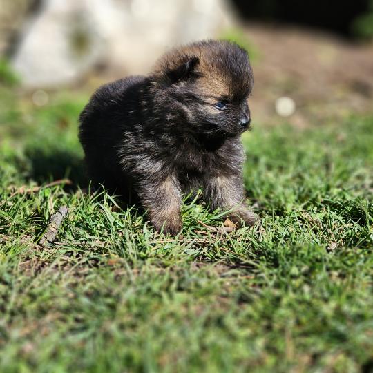 chiot Spitz allemand B Élevage du Royaume des P'tits Loups  