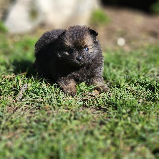 chiot Spitz allemand B Élevage du Royaume des P'tits Loups  