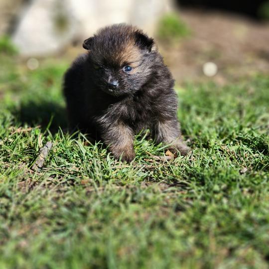 chiot Spitz allemand B Élevage du Royaume des P'tits Loups  