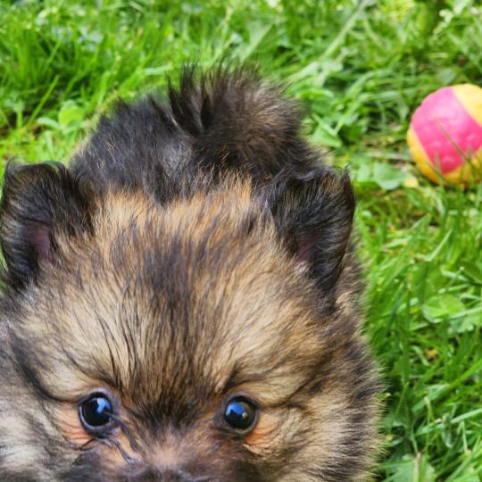 chiot Spitz allemand B Élevage du Royaume des P'tits Loups  